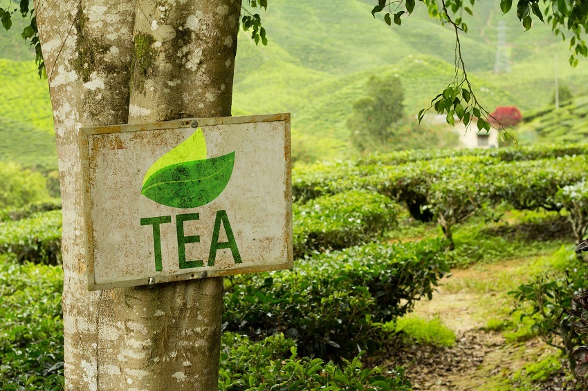 Herbata TEA